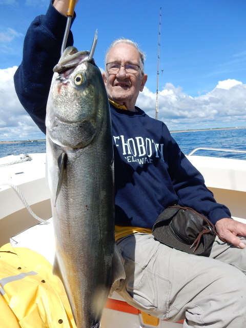 Bluefish return to the Merrimack!